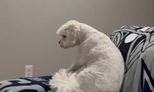 Dog Sits On Sister Sitting In His Spot