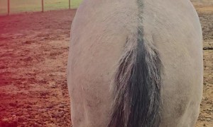 Horse Demands Butt Scratches