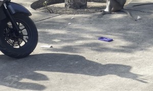 Naughty Monkeys Grab Driver's Food
