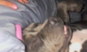 Pitbull's Snoring Keeps Owner Awake