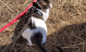 Alpacas Meet a Cat on a Leash