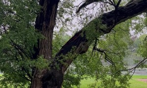 Catching a Tree in the Act of Falling