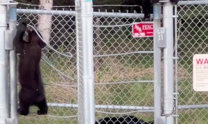 Black Bear Family Climbs Over Military Base Fence