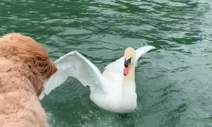 Austin Swan Shows Goldendoodle Who's Boss