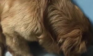 Dramatic Golden Feels Deeply Betrayed by His Eye Medicine Spray