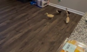 Ducklings Zoom Around House