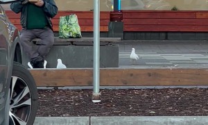 Hungry Black Crow Wants Man's Burger