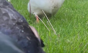Nightly Peas With Waddling Ducks