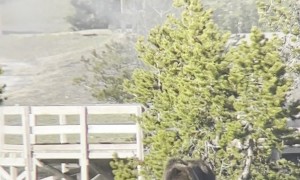 Grizzly Bear Walks Yellowstone Boardwalk