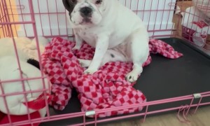 My Deaf Dog's Meal Routine