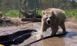 Rescued Himalayan Bear Splashing Water