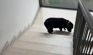 Dog Climbs Stairs Backwards