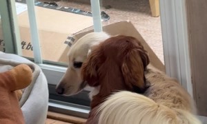 Dachshund Pup Learns From His Sibling