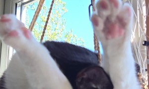 Comfy Cat Sleeps in Hanging Basket