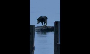 Bald Eagle Swimming With Its Big Catch