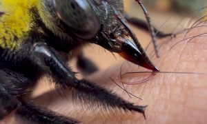 Carpenter Bee on an Electrolyte Hunt