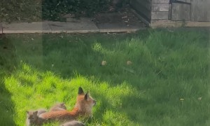 Fox Family Makes Home in London Garden