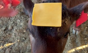 Hey! What's That on My Head?
