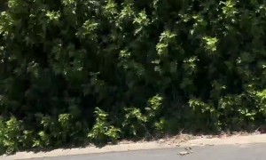 Two Aussies Stay Upright After Drunken Bicycle Clash