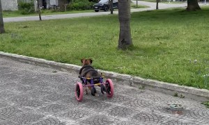 Running Dog In Wheelchair Tumbles Over Curb