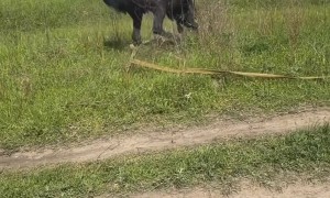 Horse Bucks Rider Off
