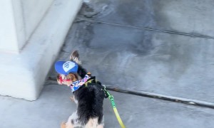 Yorkie Crabwalks Along Sidewalk