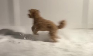 Dog Wants To Run Around In Late-Night Snowstorm