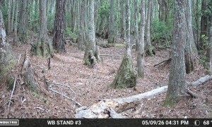 Black Bear Chases Off Coyote After Brief Stare Down
