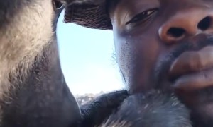Monkey Grooming Unbothered Keeper's Face