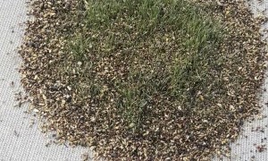Grass Starts Growing On Spilled Bird Seed