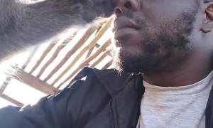 Baboon Meticulously Grooms Man