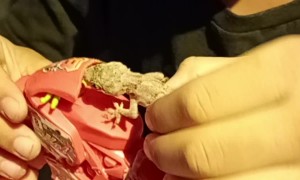 Lizard Rides Toy Motorcycle