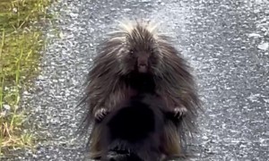 Baby Porcupine Starts Nursing After Hiding Behind Mama