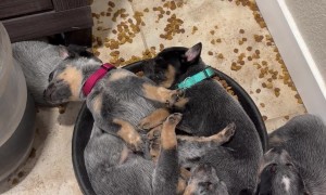 Puppies Sleeping in Food Bowl