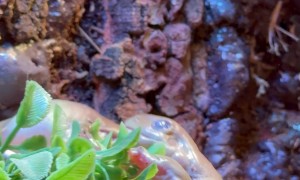 Feeding Eager White Tree Frogs