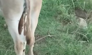 Baby Goat Nurses From Pregnant Donkey