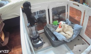 Dachshund Puppy Problem Solves Out of Playpen