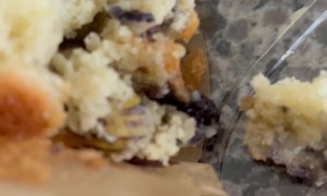 Snail Found Inside Blueberry Muffin