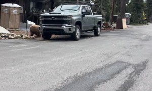 Bear Climbs Into Truck and Steals Worker's Lunch
