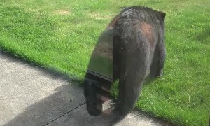 Startled Black Bear Tinkles Away