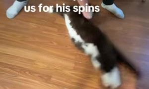 Tuxedo Cat Spin Time