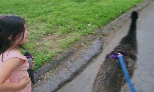 Baby Emu Brenda Exploring the Neighborhood
