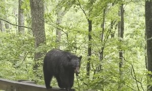 Momma Bear Walks on Guard Railing Beside Road