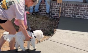 Old Dog's Paw Prints Given Forever Spot At Home