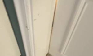 Golden Retriever Puppies Pile Out From Opened Door