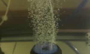 Reds Ranchu Goldfish Playing Soccer