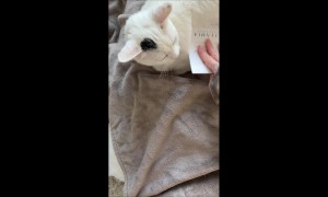 Owner Decides Which Couch to Get Based Off of Cat's Fur