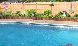Dad and Duck Take a Dip