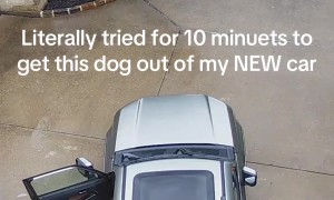 Strange Wet Dog Climbs Into Unattended Car