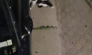 Family of Skunks Out for a Nighttime Stroll